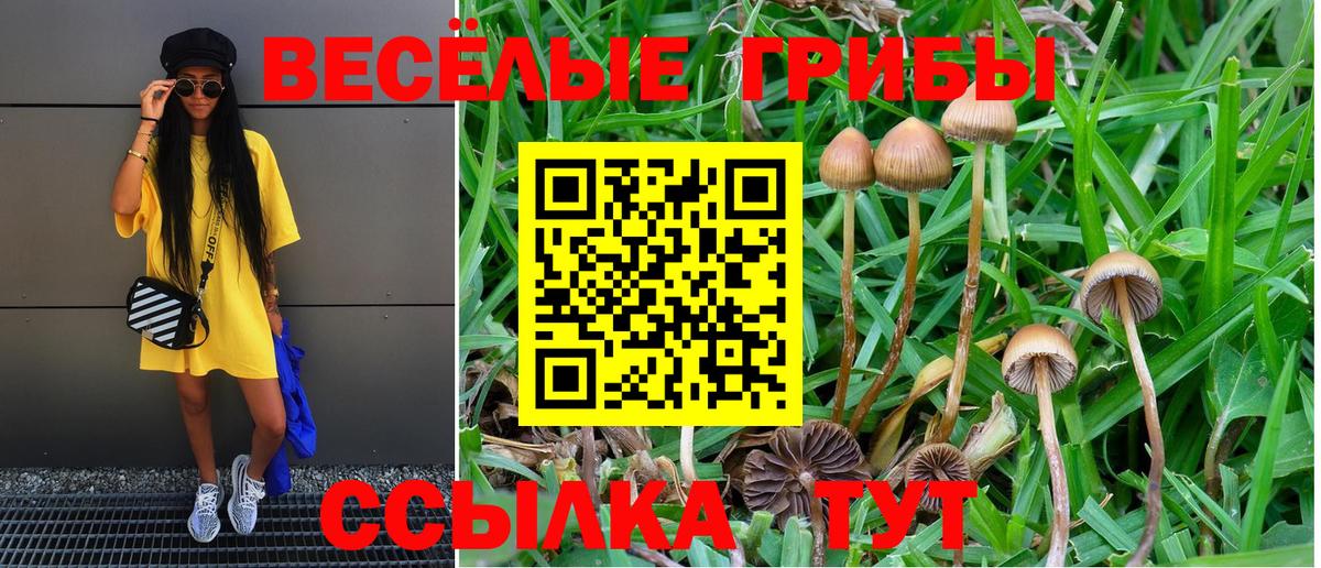Псилоцибиновые грибы Psilocybe  Вход с VPN  Анжеро-Судженск 